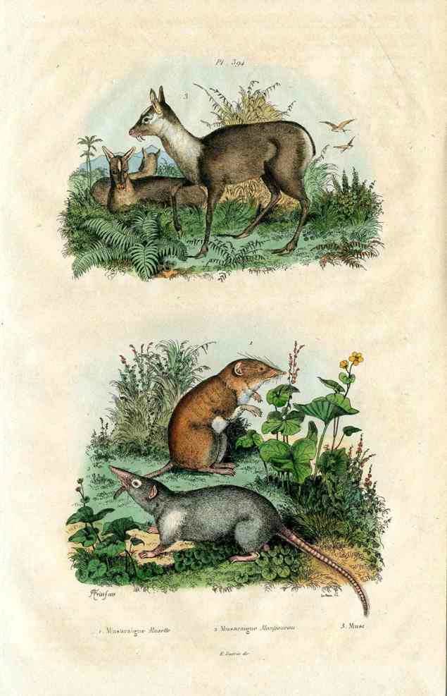 Guerin-Meneville Natural History Mammal Print Deer, Shrew
