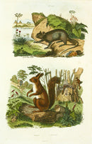 Guerin-Meneville Natural History Mammal Print Echimys, Ecureuil - Panteek Antique Prints