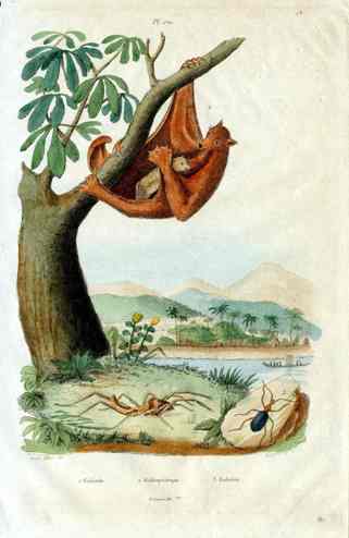 Guerin-Meneville Natural History Mammal Print Flying Lemur
