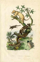 Guerin-Meneville Natural History Mammal Print Flying Possum - Panteek Antique Prints
