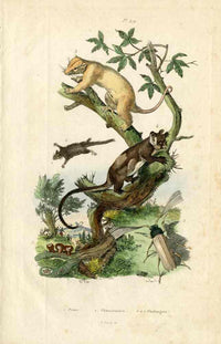 Guerin-Meneville Natural History Mammal Print Flying Possum - Panteek Antique Prints