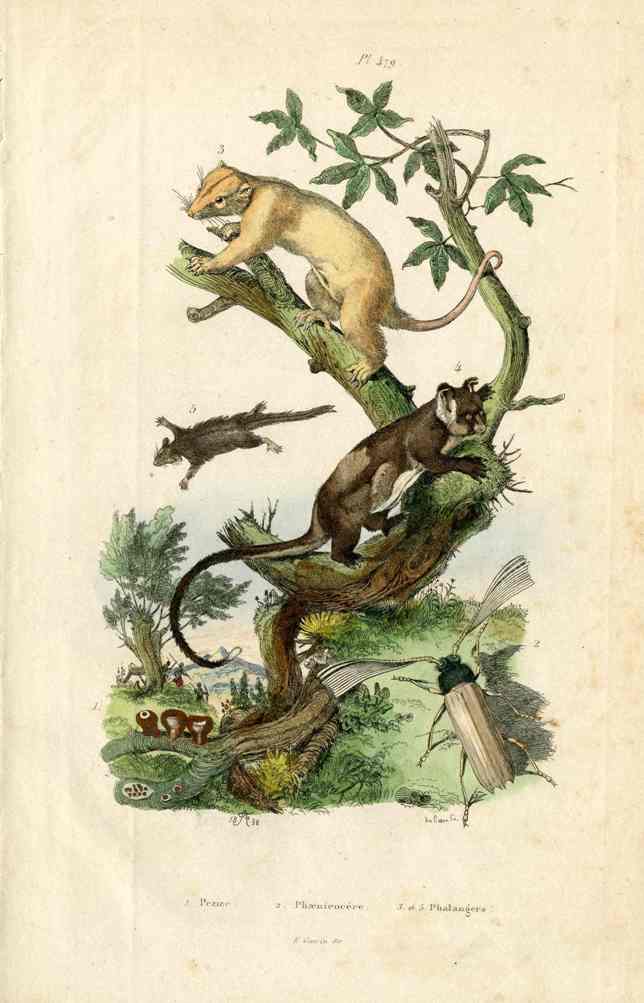Guerin-Meneville Natural History Mammal Print Flying Possum