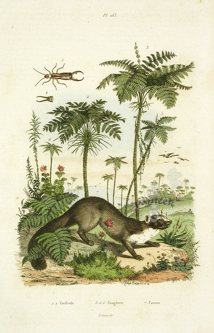 Guerin-Meneville Natural History Mammal Print Fouine | Panteek Antique ...