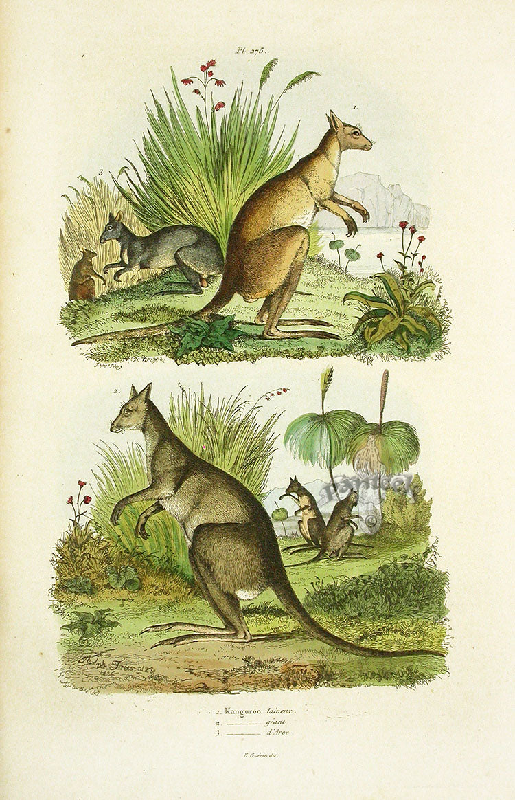 Guerin-Meneville Natural History Mammal Print Kangaroo