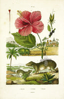 Guerin-Meneville Natural History Mammal Print Kerodon - Panteek Antique Prints