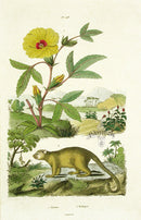 Guerin-Meneville Natural History Mammal Print Kinkajou - Panteek Antique Prints