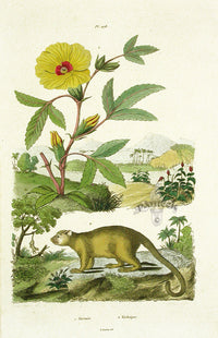 Guerin-Meneville Natural History Mammal Print Kinkajou - Panteek Antique Prints