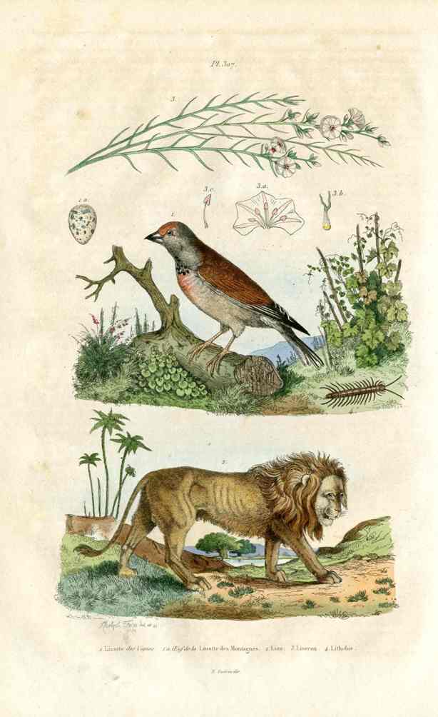 Guerin-Meneville Natural History Mammal Print Lion