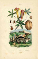 Guerin-Meneville Natural History Mammal Print Lowland Paca - Panteek Antique Prints