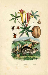 Guerin-Meneville Natural History Mammal Print Lowland Paca - Panteek Antique Prints