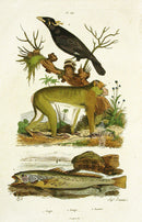 Guerin-Meneville Natural History Mammal Print Magot - Panteek Antique Prints