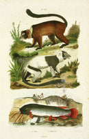 Guerin-Meneville Natural History Mammal Print Makis - Panteek Antique Prints