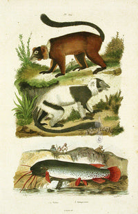 Guerin-Meneville Natural History Mammal Print Makis - Panteek Antique Prints