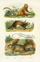 Guerin-Meneville Natural History Mammal Print Marikina - Panteek Antique Prints