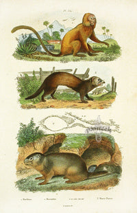 Guerin-Meneville Natural History Mammal Print Marikina - Panteek Antique Prints