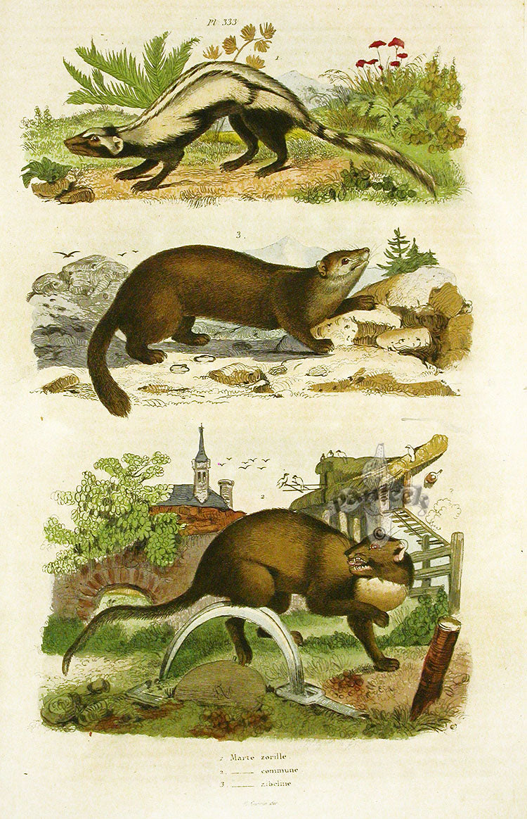 Guerin-Meneville Natural History Mammal Print Marte zorille