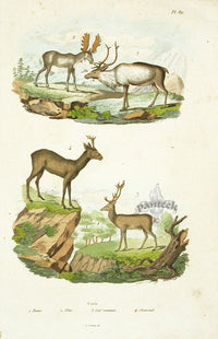 Guerin-Meneville Natural History Mammal Print Moose, Deer - Panteek Antique Prints