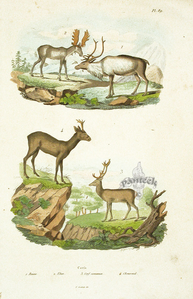 Guerin-Meneville Natural History Mammal Print Moose, Deer