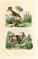 Guerin-Meneville Natural History Mammal Print Mountain Sheep - Panteek Antique Prints