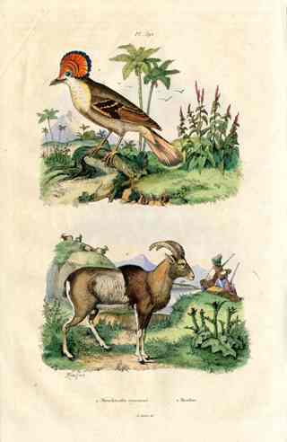 Guerin-Meneville Natural History Mammal Print Mountain Sheep