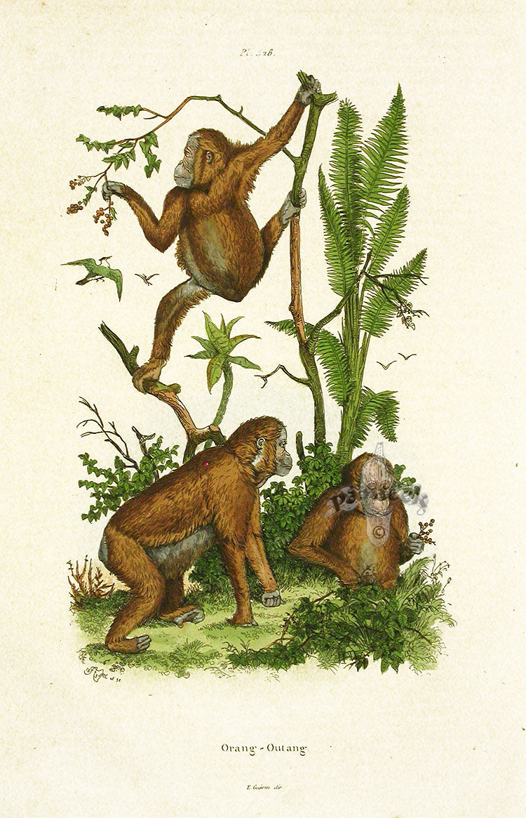 Guerin-Meneville Natural History Mammal Print Orangoutang