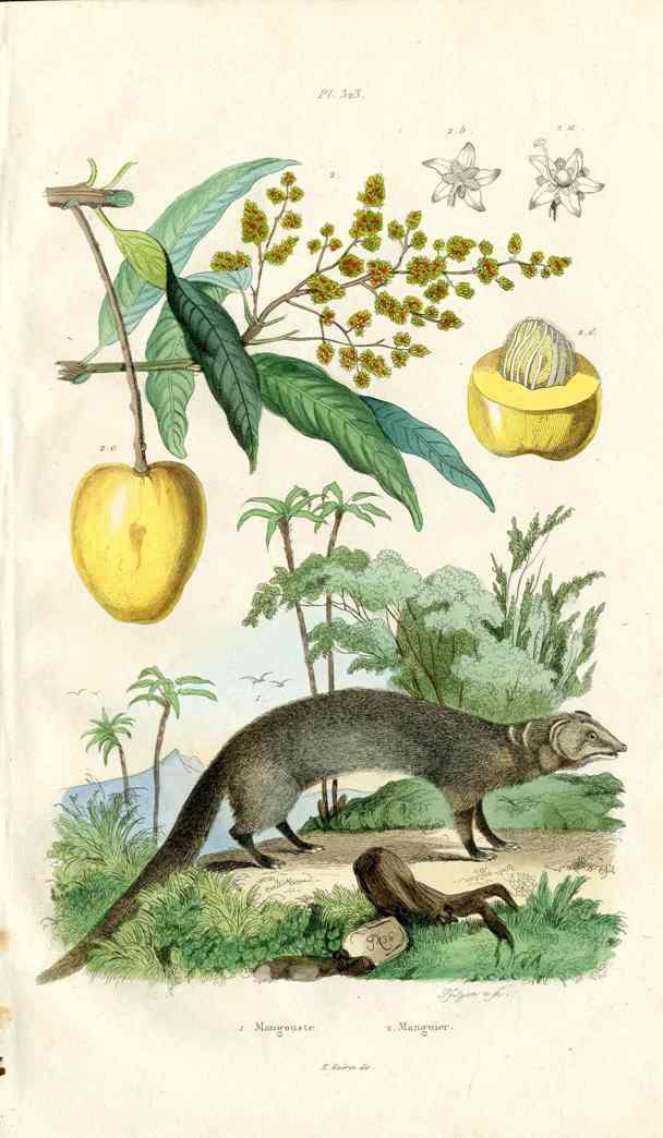 Guerin-Meneville Natural History Mammal Print Paca