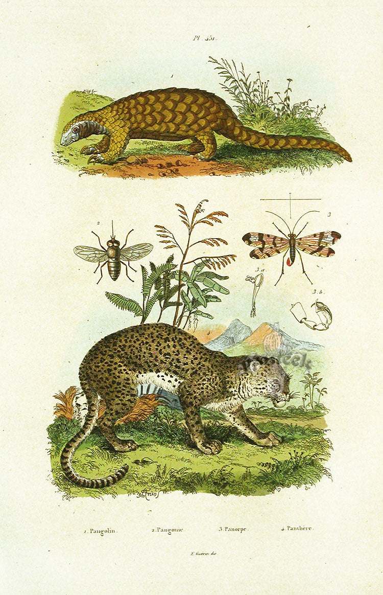 Guerin-Meneville Natural History Mammal Print Pangolin, Panther