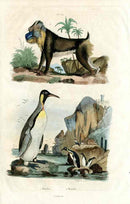 Guerin-Meneville Natural History Mammal Print Penguin, Mandrill - Panteek Antique Prints