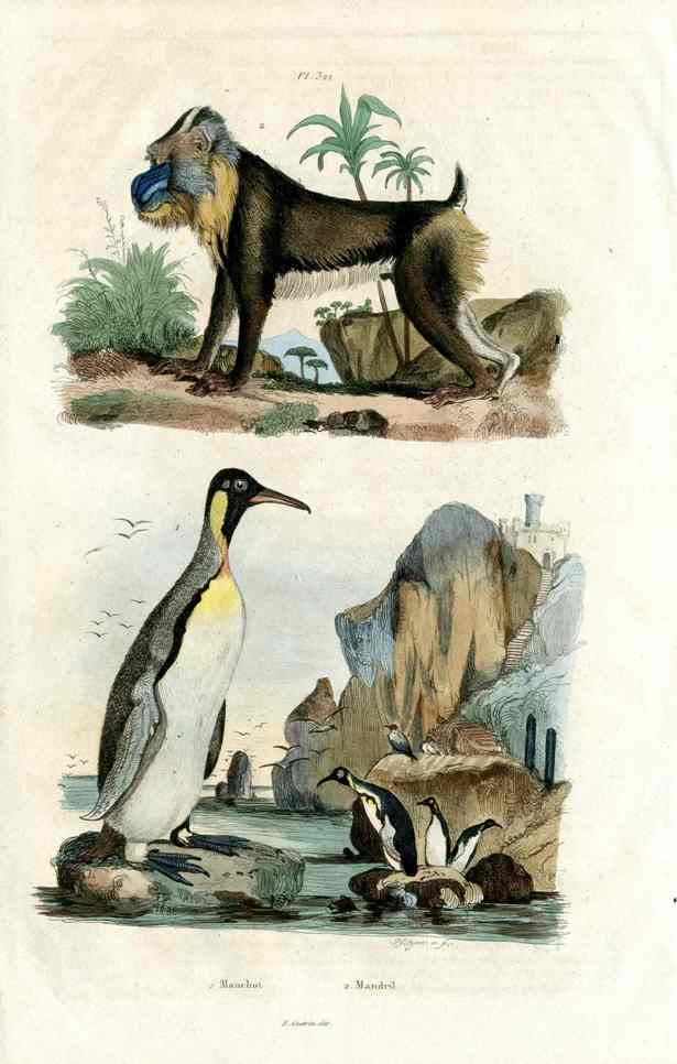 Guerin-Meneville Natural History Mammal Print Penguin, Mandrill