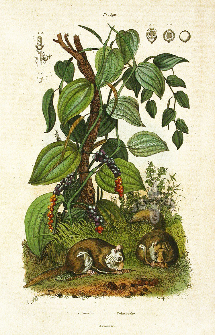 Guerin-Meneville Natural History Mammal Print Polatouche
