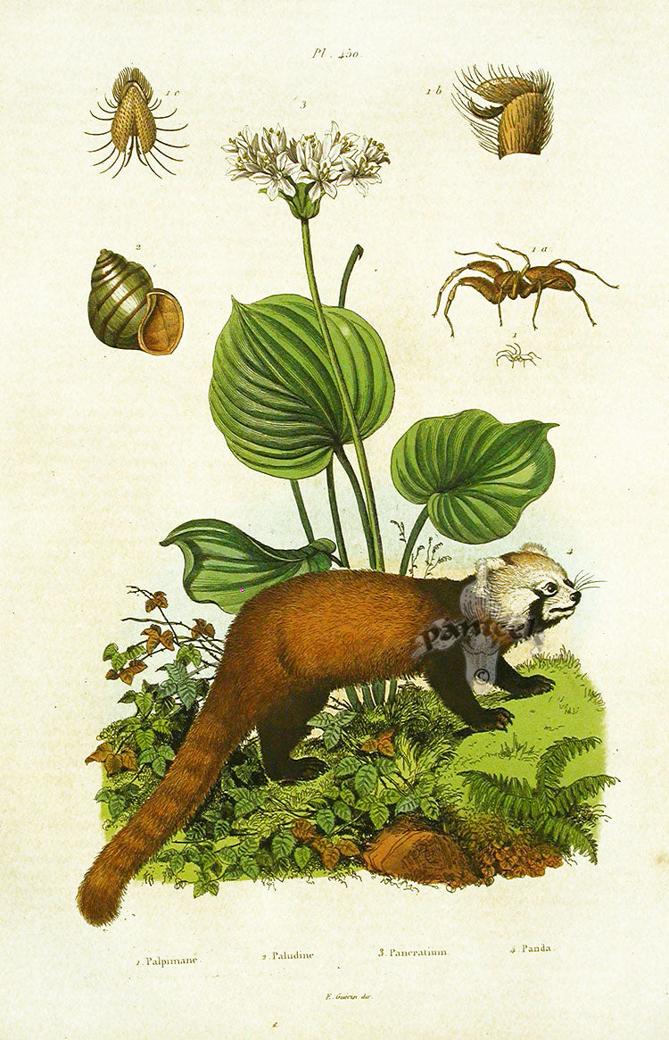 Guerin-Meneville Natural History Mammal Print Red Panda | Panteek ...