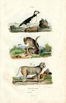 Guerin-Meneville Natural History Mammal Print Rhesus Macaque Monkey - Panteek Antique Prints