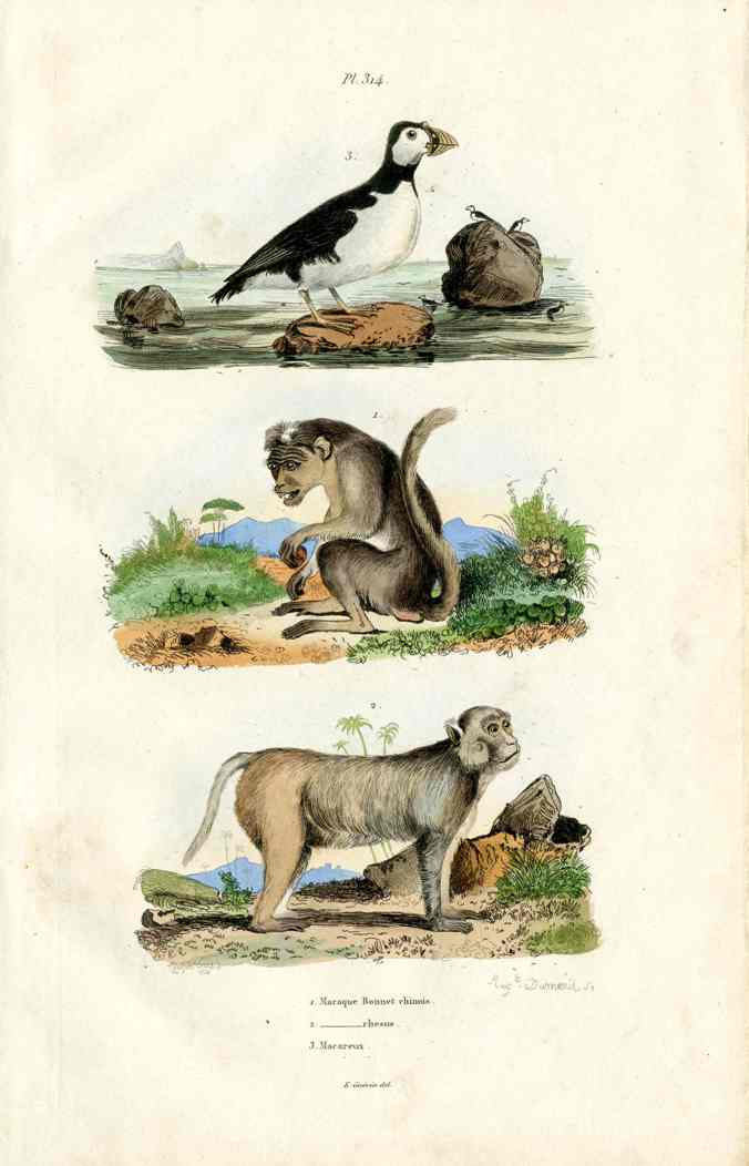 Guerin-Meneville Natural History Mammal Print Rhesus Macaque Monkey