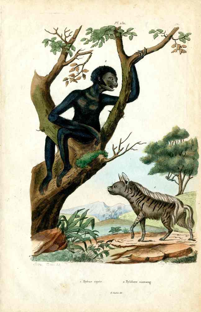 Guerin-Meneville Natural History Mammal Print Siamang Gibbon