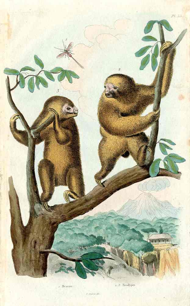 Guerin-Meneville Natural History Mammal Print Three Toed Sloth