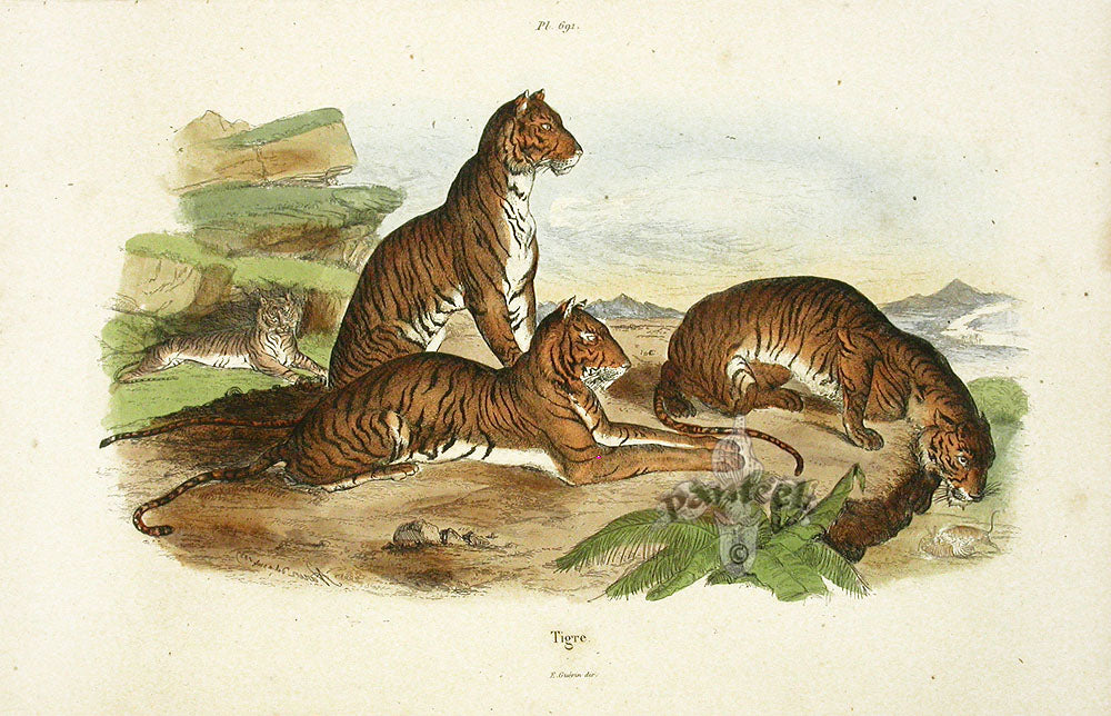 Guerin-Meneville Natural History Mammal Print Tiger
