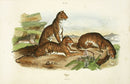 Guerin-Meneville Natural History Mammal Print Tiger - Panteek Antique Prints