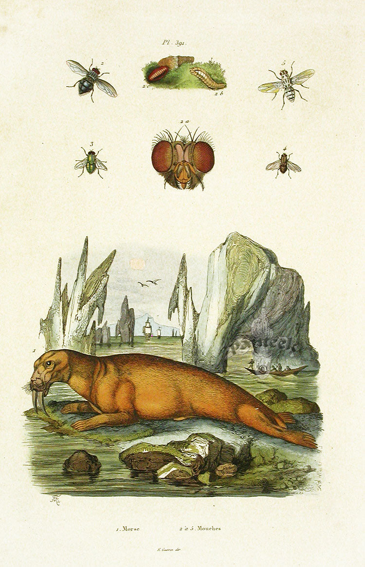Guerin-Meneville Natural History Mammal Print Walrus