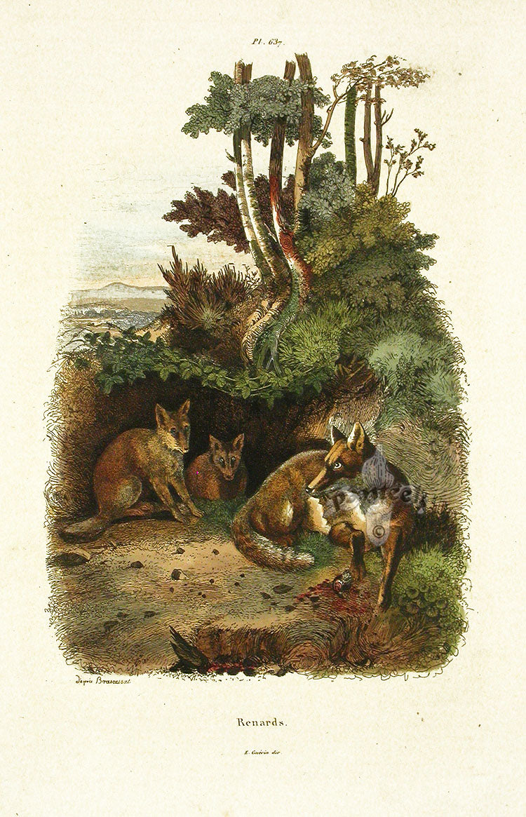 Guerin-Meneville Natural History Mammal Print Wolf