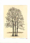 Hiroto Norikane Platanus, Plane Tree - Panteek Antique Prints