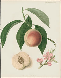 Horticultural Transactions 1835 Fruit & Vegetable Prints Acton Peach - Panteek Antique Prints