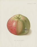 Horticultural Transactions 1835 Fruit & Vegetable Prints Alexander - Panteek Antique Prints