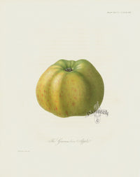 Horticultural Transactions 1835 Fruit & Vegetable Prints Apple - Panteek Antique Prints