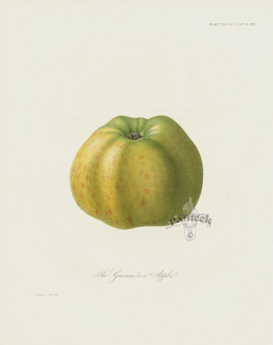 Horticultural Transactions 1835 Fruit & Vegetable Prints Apple