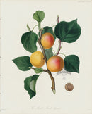 Horticultural Transactions 1835 Fruit & Vegetable Prints Apricot - Panteek Antique Prints