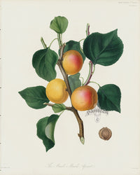 Horticultural Transactions 1835 Fruit & Vegetable Prints Apricot - Panteek Antique Prints