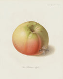 Horticultural Transactions 1835 Fruit & Vegetable Prints Baltimore - Panteek Antique Prints