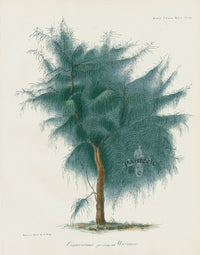 Horticultural Transactions 1835 Fruit & Vegetable Prints Casuarina - Panteek Antique Prints