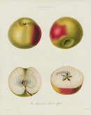 Horticultural Transactions 1835 Fruit & Vegetable Prints Charles Apple - Panteek Antique Prints
