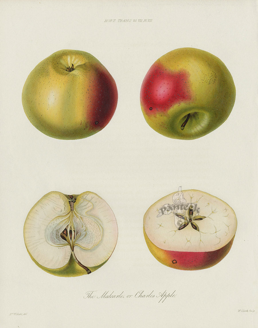 Horticultural Transactions 1835 Fruit & Vegetable Prints Charles Apple
